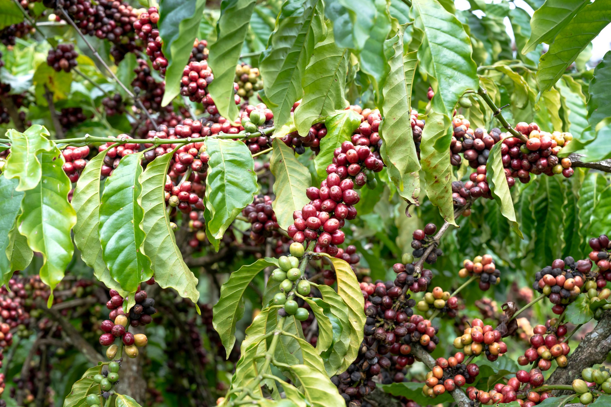 pexels-quang-nguyen-vinh-222549-14776857